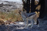 Black Backed Jackal